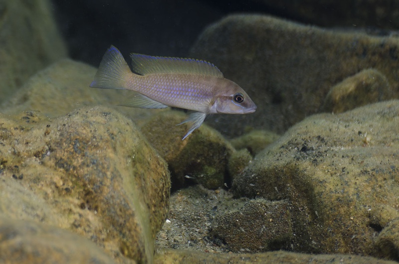 Neolamprologus mondabu 'Kibige Island'